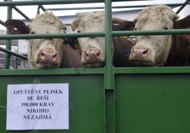Vjezd do mlékárny blokovali zemědělci traktorem s přívěsem.
