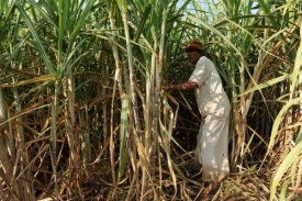 Dio Latina využije pro výrobu biolihu cukrovou třtinu.