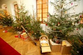 Výstava vánočních stromků.