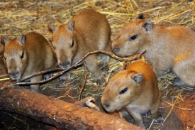 V Jihlavě se letos narodila i čtyřčata kapybarám.