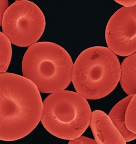 Umělé útvary (na obr.) funkcí i tvarem napodobují červené krvinky.