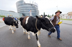 Producenti mléka dostanou po protestech od unie více peněz.