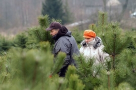 Na vánočních trzích pořídíte stromeček i na poslední chvíli.