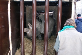 Nosorožce čeká v Keni ještě stopadesátikilometrová cesta kamionem.