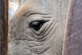 Vedení zahrady doufá, že nosorožci v Keni zplodí potomky.