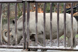Odborníci doufají, že se nosorožci v přírodě rozmnoží.