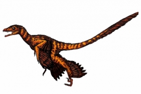 Jedovatý Sinornithosaurus je vzdálený příbuzný dnešních ptáků.