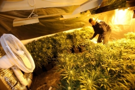 Policisté odhalili tři nové pěstírny marihuany (ilustrační foto).