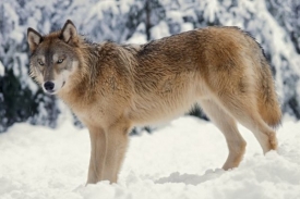 Lov vlků skončí ve Švédsku v polovině února.