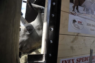 Čtyři nosorožce přestěhovala dvorská zoo do Keni, aby se rozmnožili.