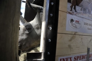 Čtyři nosorožce přestěhovala dvorská zoo do Keni, aby se rozmnožili.