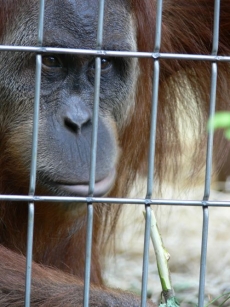 V pražské zoo žijí v současné době čtyři orangutani (ilustrační foto).
