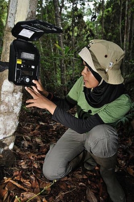 Kamery pomáhají monitorovat pohyb vzáných tygrů.