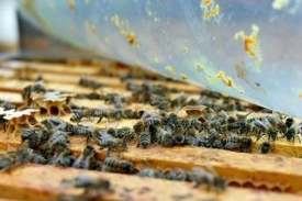 Produkce medu v loňském roce vzrostla.
