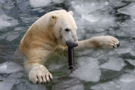 Lední medvědi jsou v zoo velmi oblíbení.
