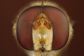 Složené oči mnoha druhů hmyzu vidí ve tmě mnohem lépe než lidské oko.