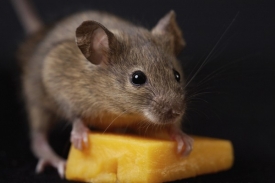 Geneticky upravené myši netlously, i když se cpaly dle libosti.