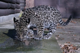 Pětiměsíční mládě jaguára amerického uvidíte v zoo Hodonín.