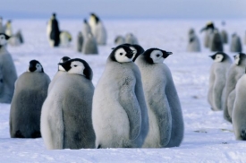 Můžete se zde zabavit také pozorováním tučňáků.