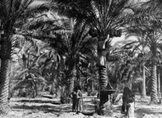 Trhání datlí v jižním Iráku kolem roku 1900.