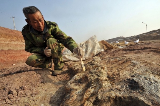 Čínský paleontolog odkrývá pozůstatky dinosaura v oblasti Ču-čcheng.