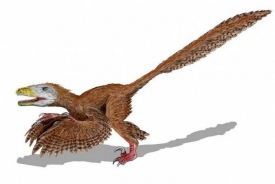 Ptáci se vyvinuli z dvouhohých dravých dinosaurů.