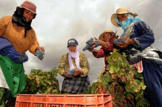 Zákon v Maroku zakazuje muslimům pít alkohol, pěstovat víno ale smí.