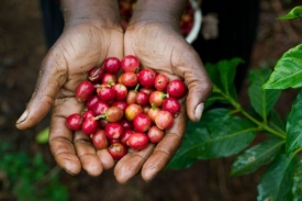 Keňská káva je vyhlášená po celém světě.