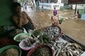 Indonéský prodejce solených ryb čeká na zákazníky v zatopené čtvrti v Jakartě. (Foto: ČTK/AP)