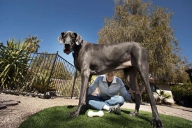 Šampionem mezi největšími psy světa je Giant George.
