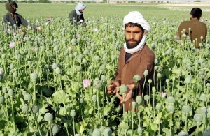 Afgh&aacute;nci mnohdy nemaj&iacute; lep&scaron;&iacute; možnost, než pěstovat m&aacute;k na opium.