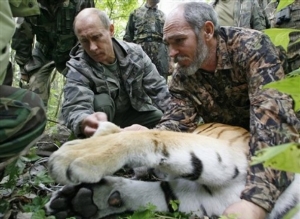 Rusk&yacute; bohat&yacute;r Vladimir Vladimirovič Putin a uloven&yacute; tygr.