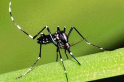 Chikungunyu, horečnaté onemocnění původem z tropů, přenášejí moskyti.