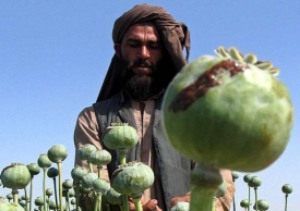 Opium - pole máku na jihu Afghánistánu.