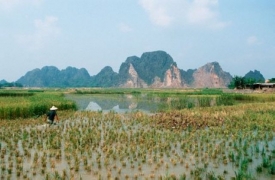 Rýžové pole poblíž Národního parku Cuc Phuong.