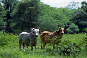 Domestikované krávy v deštném pralese.