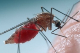 S malárií se každý rok léčí asi 25 Čechů.