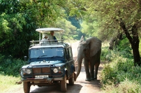 Častý obrázek ze safari. Slon doprovází auto turistů.
