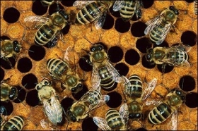 Včely to mají prý stále těžší. Umělá hnojiva, mobily ...