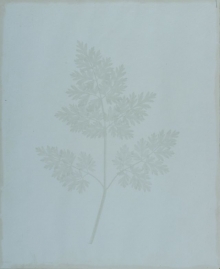 William Henry Fox Talbot, List rostliny, 1844.