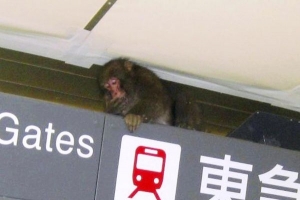 Opice v tokijském metru.