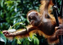 Stanice Sepilok Orang Utan Rehabilitation Station pro ošetřování osiřelých orangutánků a jejich zpětné vysazování do volné přírody funguje od roku 1931.