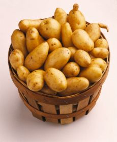 Rok 2008 je Mezinárodním rokem brambory.