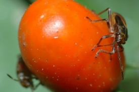 Dvoukřídlý hmyz narušuje povrch papričky a usnadňuje vstup houbě.