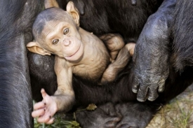Čtyři týdny staré šimpanzí mládě.