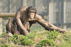 Šimpanzi dovedou předvídat své budoucí psychické stavy (ilustr. foto).