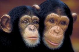 Šimpanzi jsou naši nejbližší příbuzní.