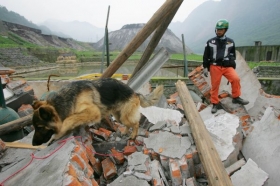 Pes hledá v troskách po zemětřesení v Číně ty, kteří přežili.