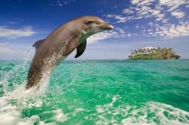 Nadměrný hluk narušuje i komunikaci delfínů.
