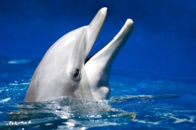 Další vědecká stuide dokazuje inteligenci delfínů.